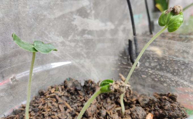 Urban Agricultural Project