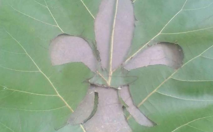 SCOUT DESIGN WORLD BUREAU ON LEAF