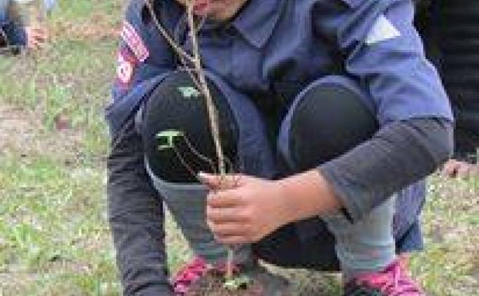 Trees for the World
