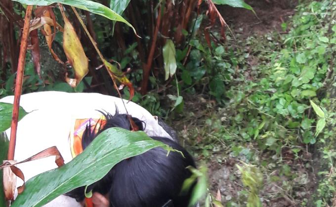 Planting Fruit Trees