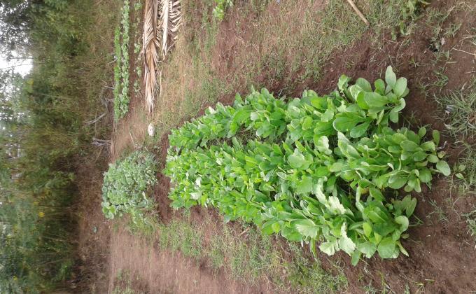 Grow your own Garden 