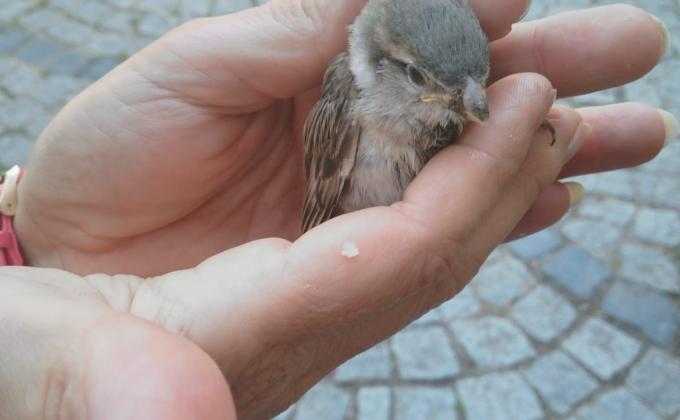 CAP '19 AC : activity 06 / 10 : " BIRD OBSERVATION "