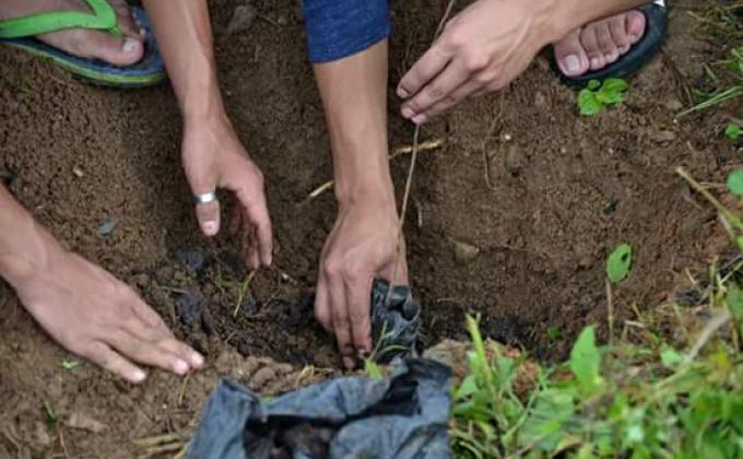 social foresty day-sapling plantation in the college