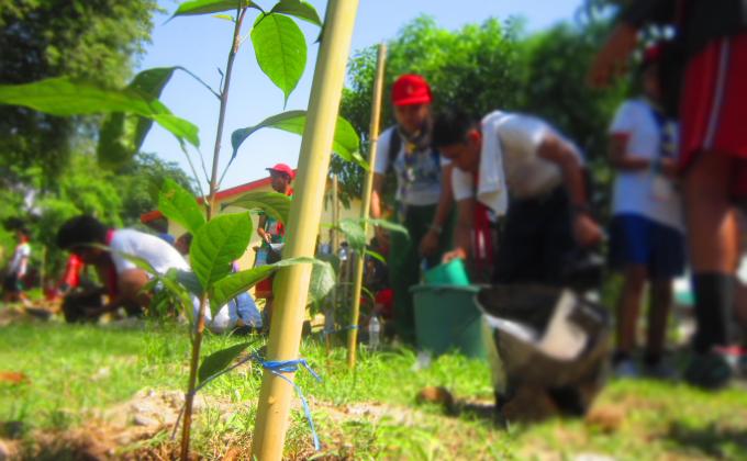 Tree Planting Activity