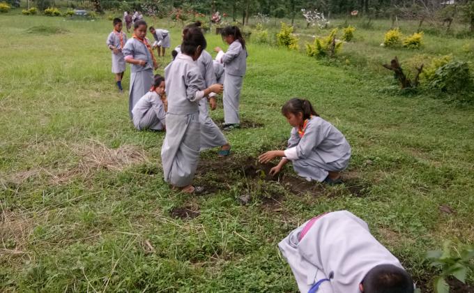 Scouts planted Saplings