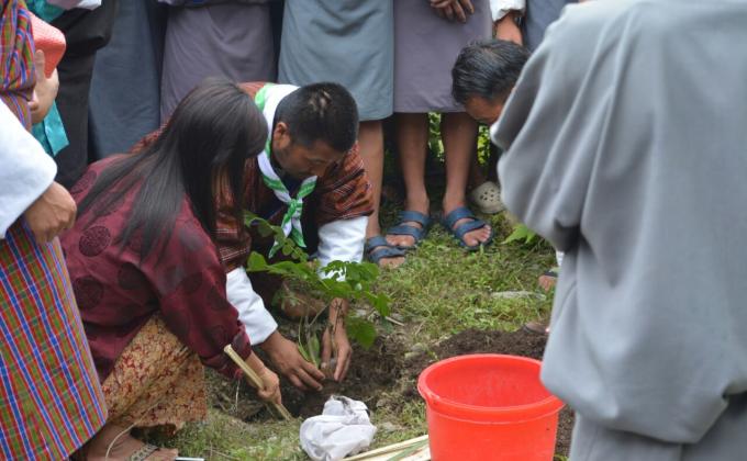 Plantation of trees