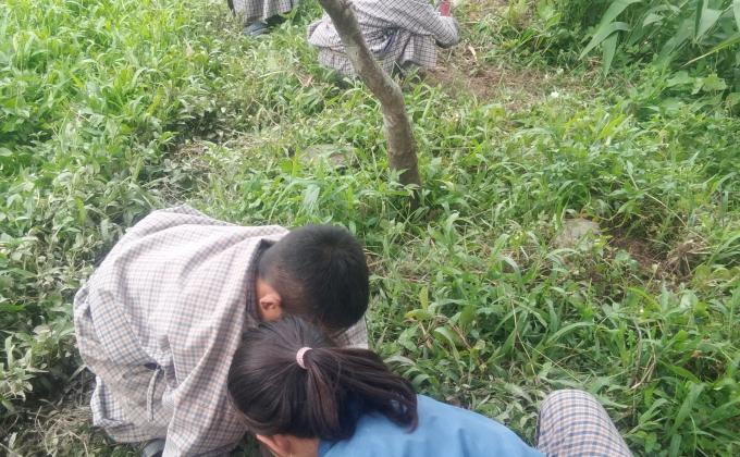 Mass Plantation 