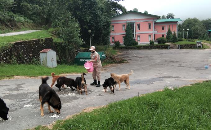 feeding and medicating stay dogs