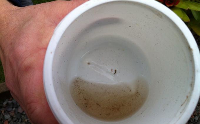 Escoteiros Contra a Dengue - Aedes