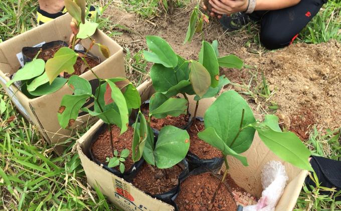 Planting new trees
