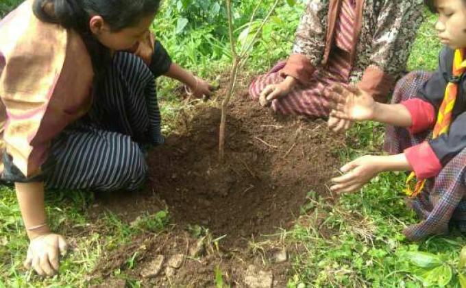 Plantation and cleaning of water source 