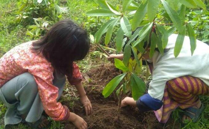 Plantation of trees