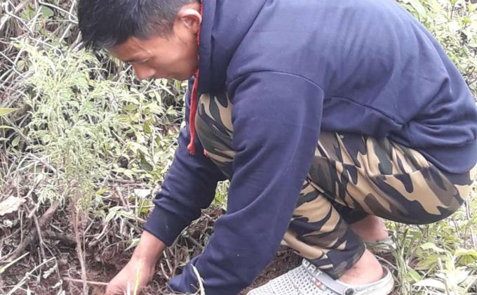 Tree Plantation 