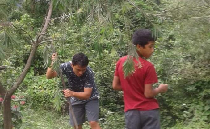 Plantation of fruit bearing saplings.