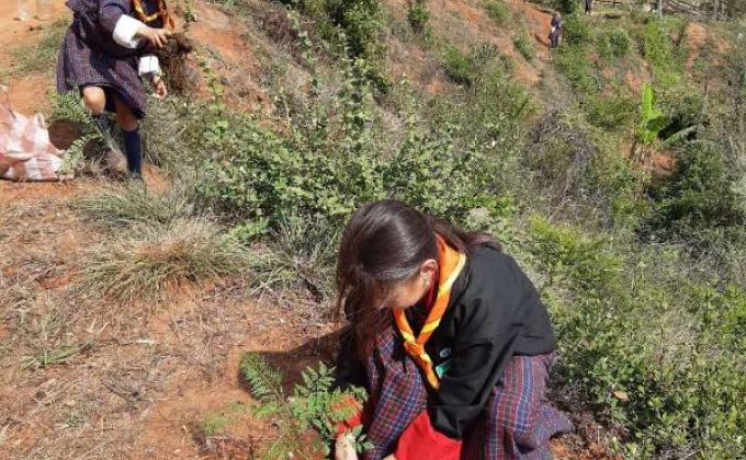 Plantation of Saplings