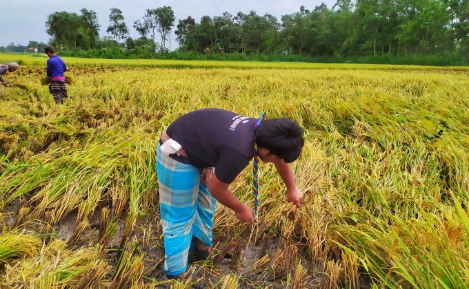 করোনায় শ্রমিক সংকটে গরিব কৃষকের ধান কেটে দেওয়া