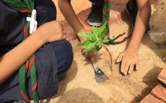 Tree Plantation 