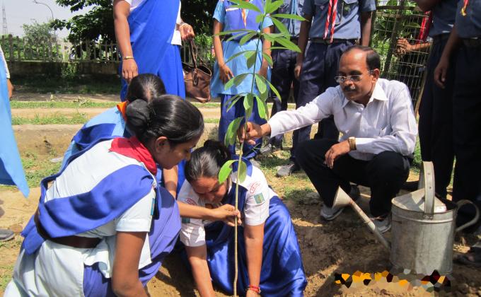 TREE PLANTATION