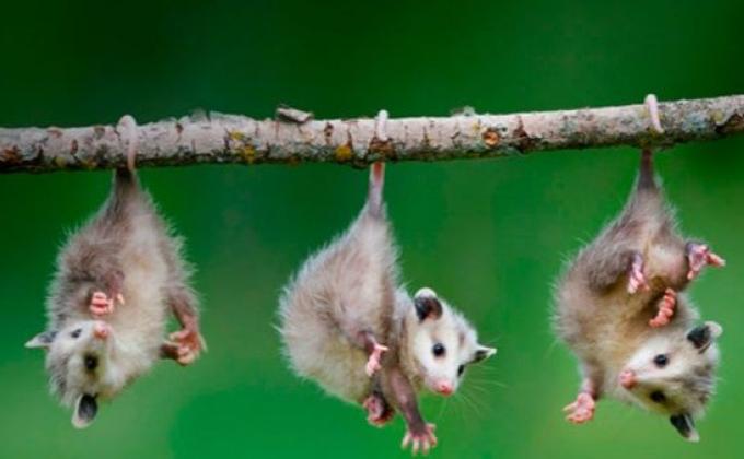 Marsupializate