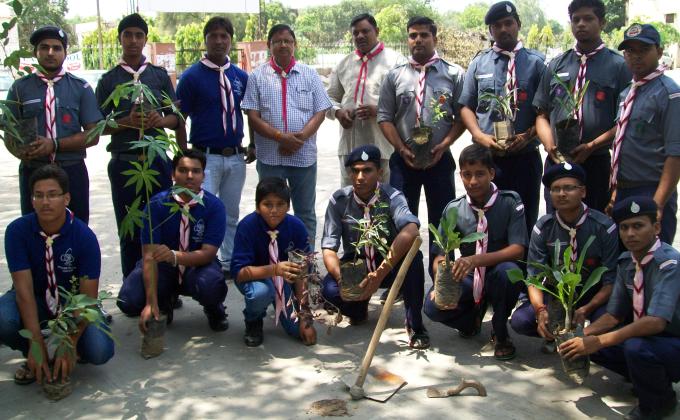 Tree Plantation