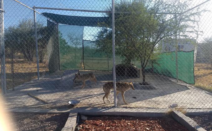 APOYO A LOS TRABAJOS DE LA UMA Y PROYECTO DE DAN