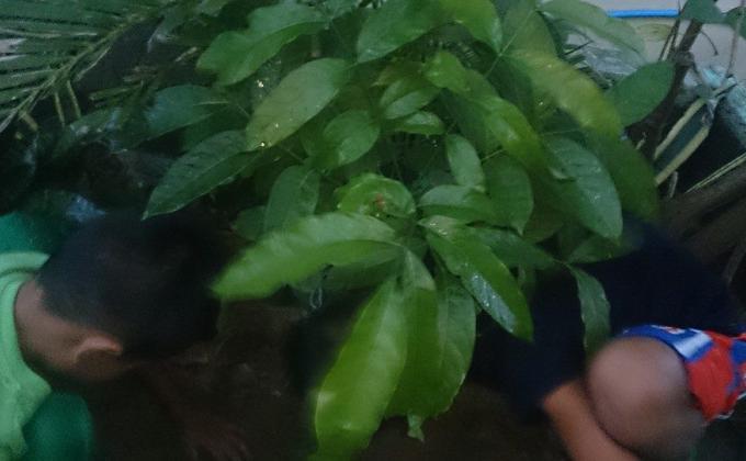 Tree Planting