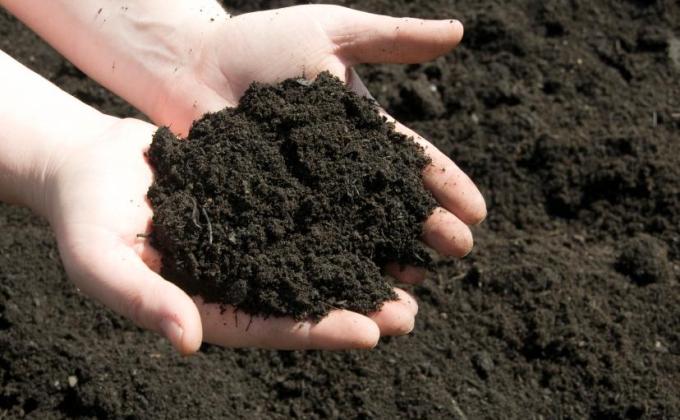 Collecting top soil /black soil to plant flowers.