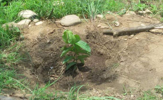 Life without trees means life without love