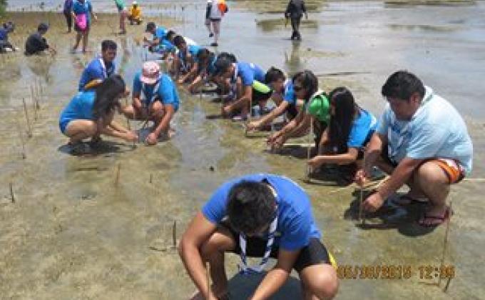 Messenger of Peace Mangrove Planting