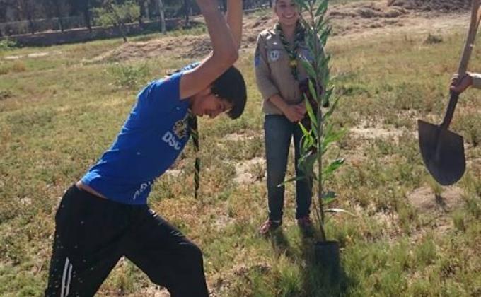 Arbolito de mi destino