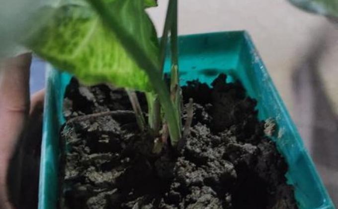 "প্লাষ্টিক টাইড টার্নার চ্যালেঞ্জ ব্যাজ''  প্রারম্ভিক পর্যায় কারুকার্য 