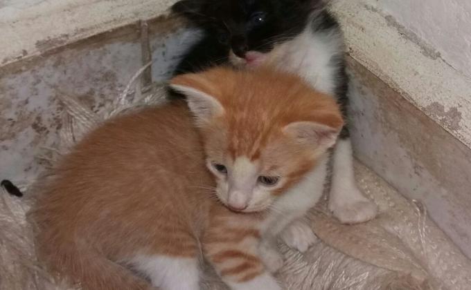 Buscando hogar para 2 gatitos