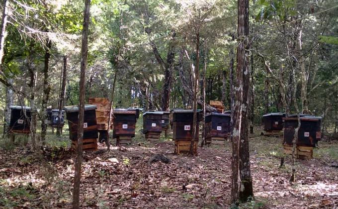 La abeja, la montaña y nuestros hermanos 