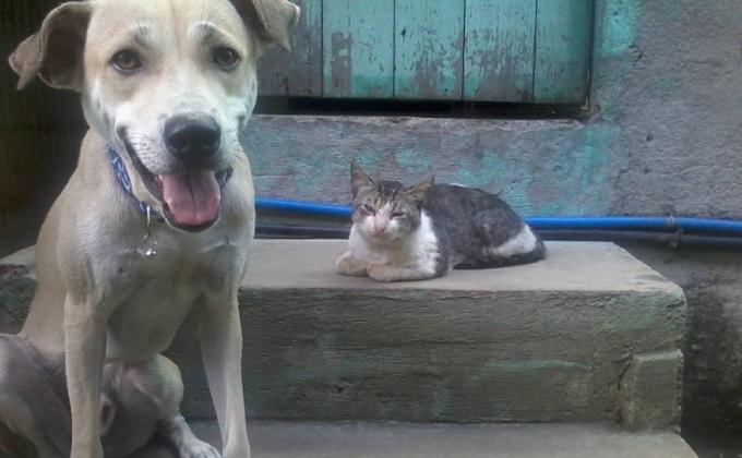 feeding program for stray dogs and cats