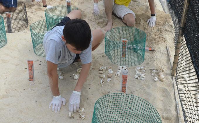 Project Orion V : Rovering With Turtles