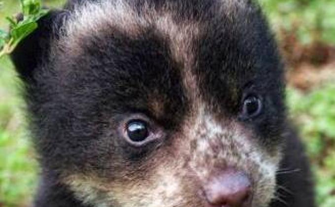 Operación Oso Andino Ecuador 