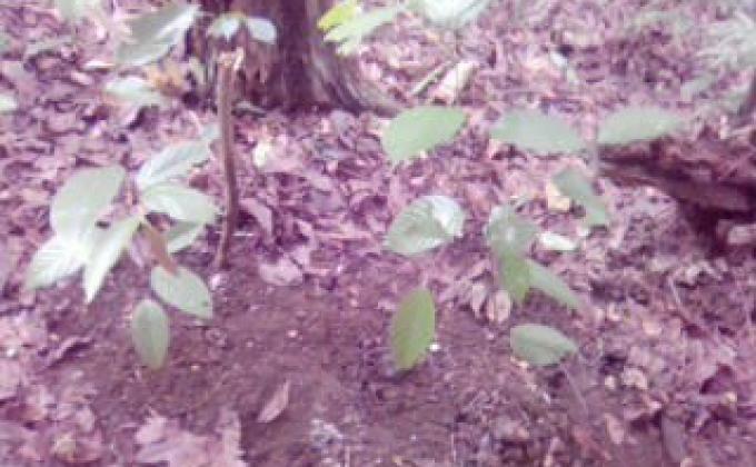 Watershed Tree Planting