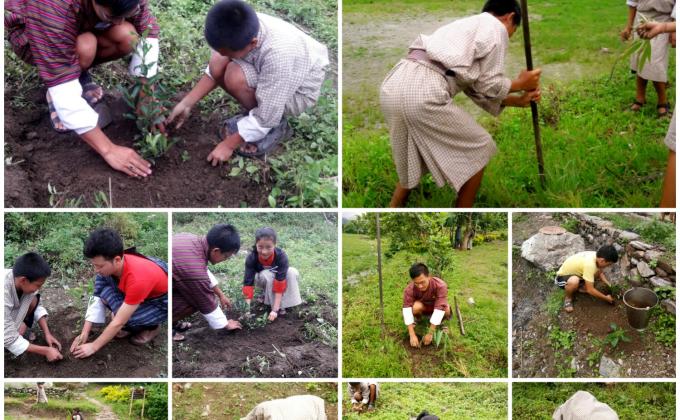 Tree saplings plantation