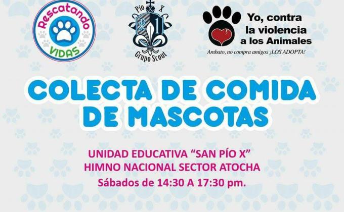 Recolección de comida para Perros  y Gatos  