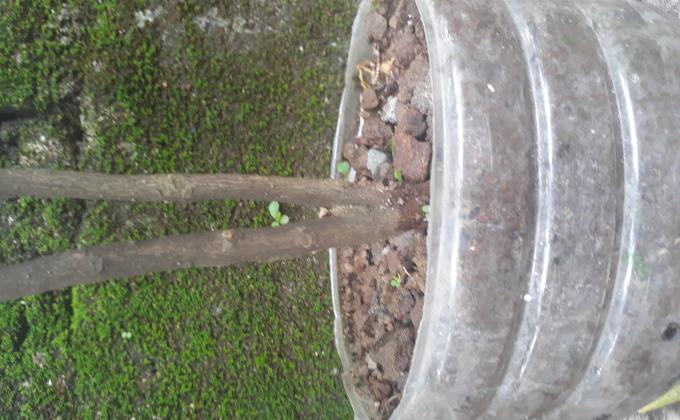 Tree planting 