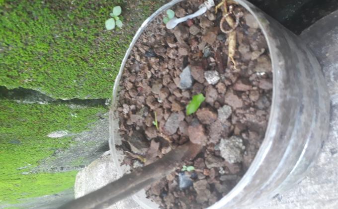 Environment plant