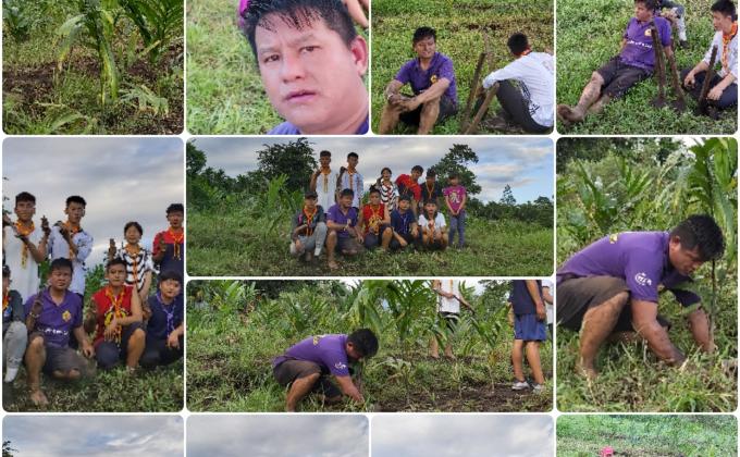 Plantation of arecanut