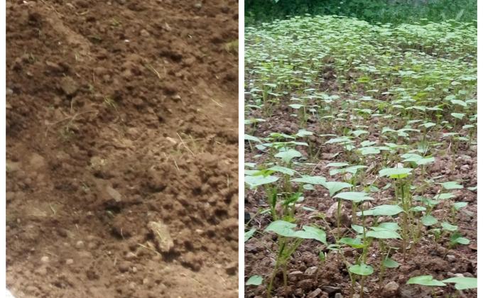 Project Sankalp (B) Environment and Sustainability (4) Challenge - #Goorganic