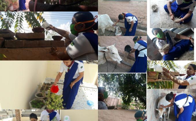 "पशु पक्षिओं सेवा – चुग्गा परिन्डा" Rajasthan State BS&G-DHQ-Jodhpur 