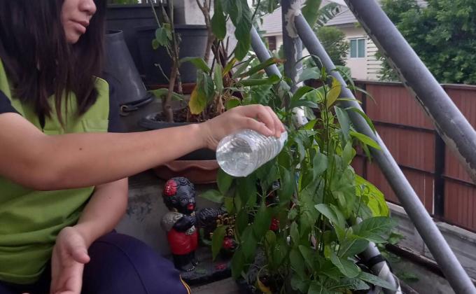 รดน้ำต้นไม้