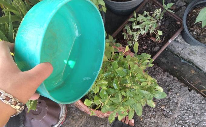 รดน้ำต้นไม้