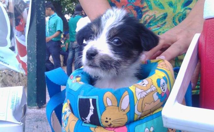 Super Mascotas 