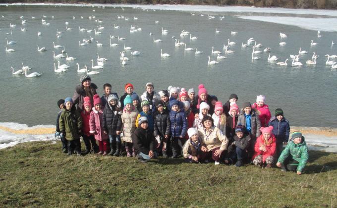 Rescue operation for swans