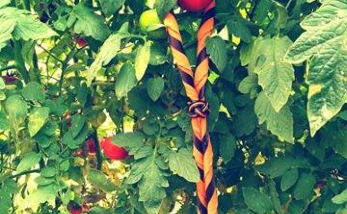 "Salvemos los tomatines"