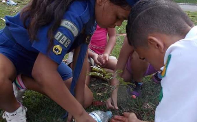 Plantio de Pau Brasil